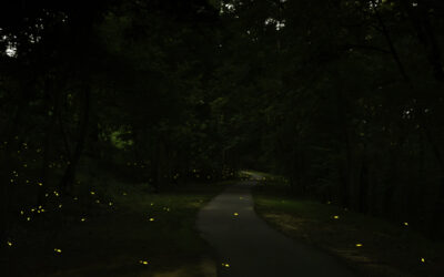 Protected: DURANGO 6-17-2025