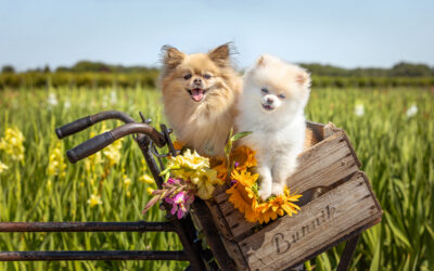 Protected: DURANGO: 8-9-2025: SEEING