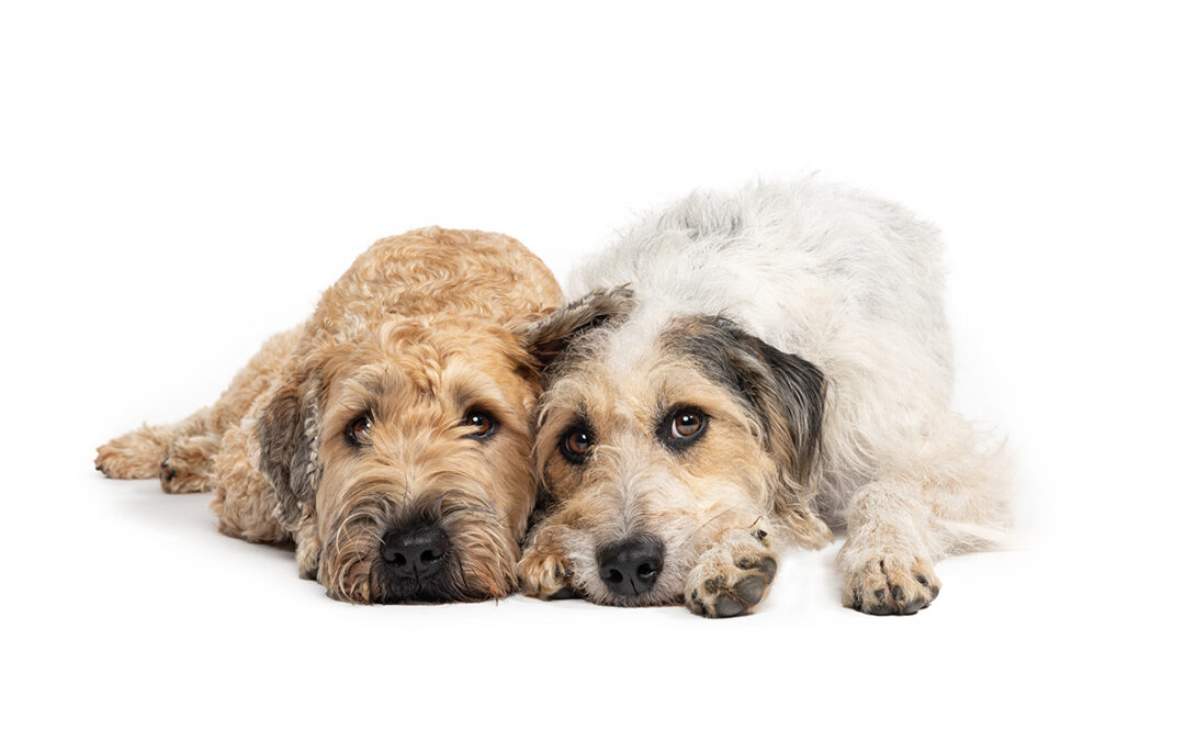 Protected: DURANGO 10-28-2025 ONE BIG ASS LIGHT