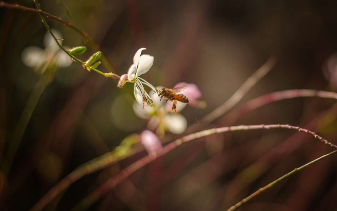 Protected: DURANGO NOVEMBER 25, 2025: RECLAIM YOUR CREATIVITY